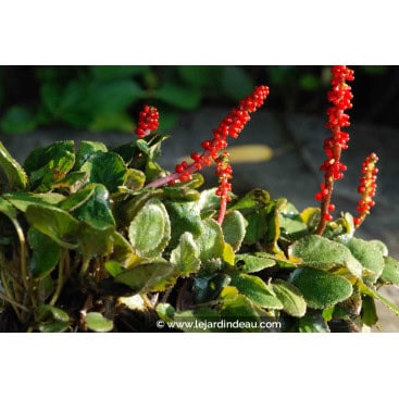 GUNNERA prorepens - Gunnera nain