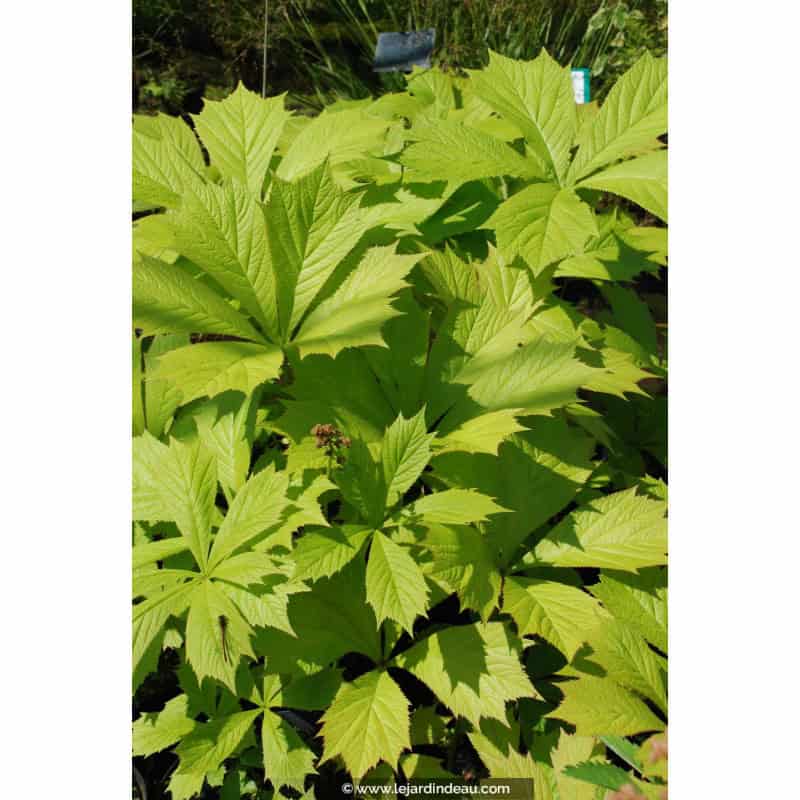 RODGERSIA aesculifolia RODGERSIA aesculifolia