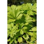 RODGERSIA aesculifolia RODGERSIA aesculifolia