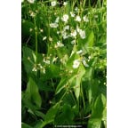 SAGITTARIA latifolia SAGITTARIA latifolia