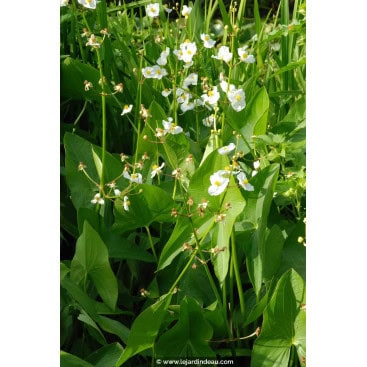 SAGITTARIA latifolia - Flèche d\'eau