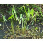 SAGITTARIA latifolia SAGITTARIA latifolia