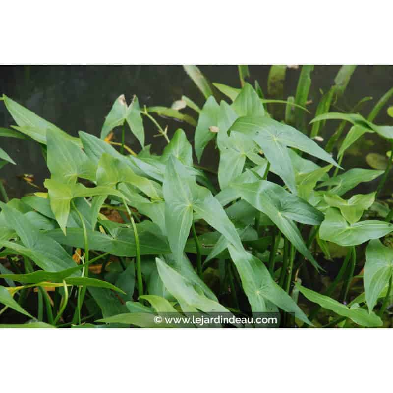 SAGITTARIA sagittifolia SAGITTARIA sagittifolia