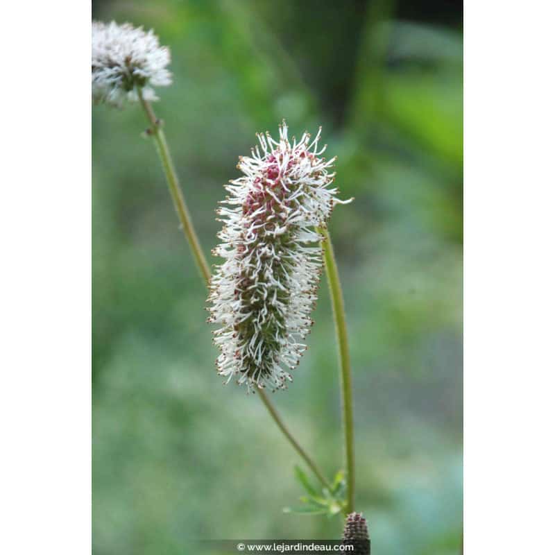 SANGUISORBA armena SANGUISORBA armena