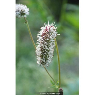 SANGUISORBA armena - Pimprenelle