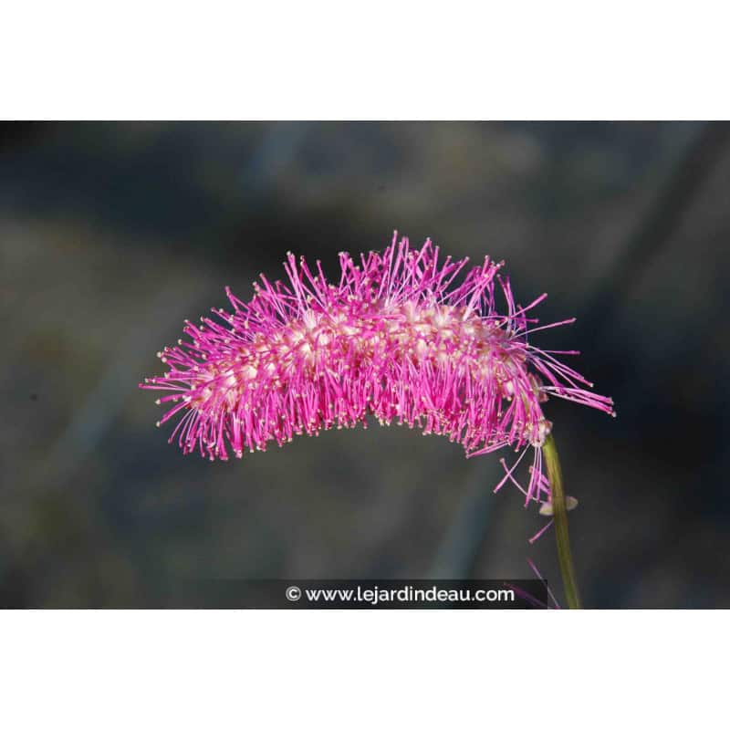 SANGUISORBA obtusa SANGUISORBA obtusa