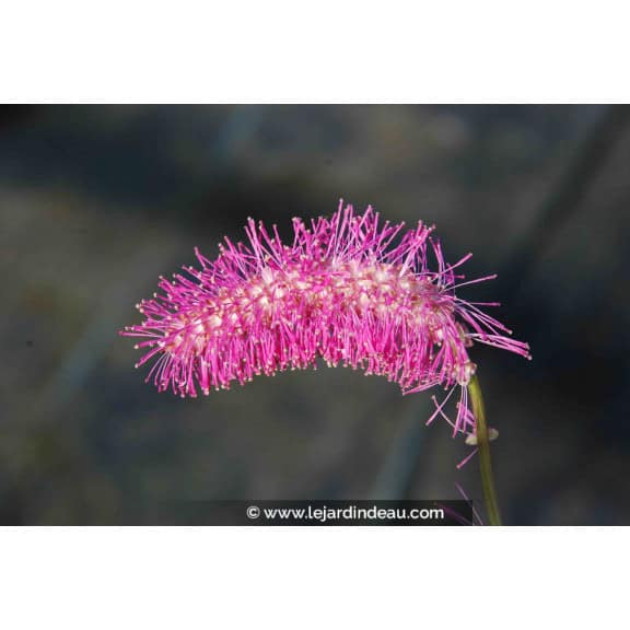 SANGUISORBA obtusa