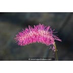 SANGUISORBA obtusa SANGUISORBA obtusa