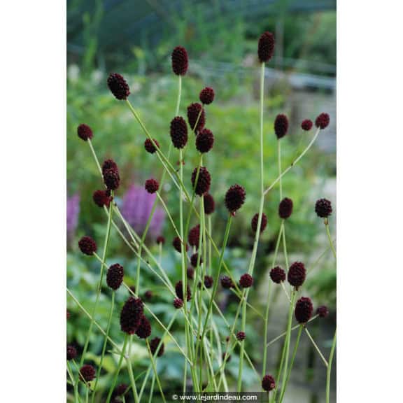 SANGUISORBA officinalis 'Tanna'