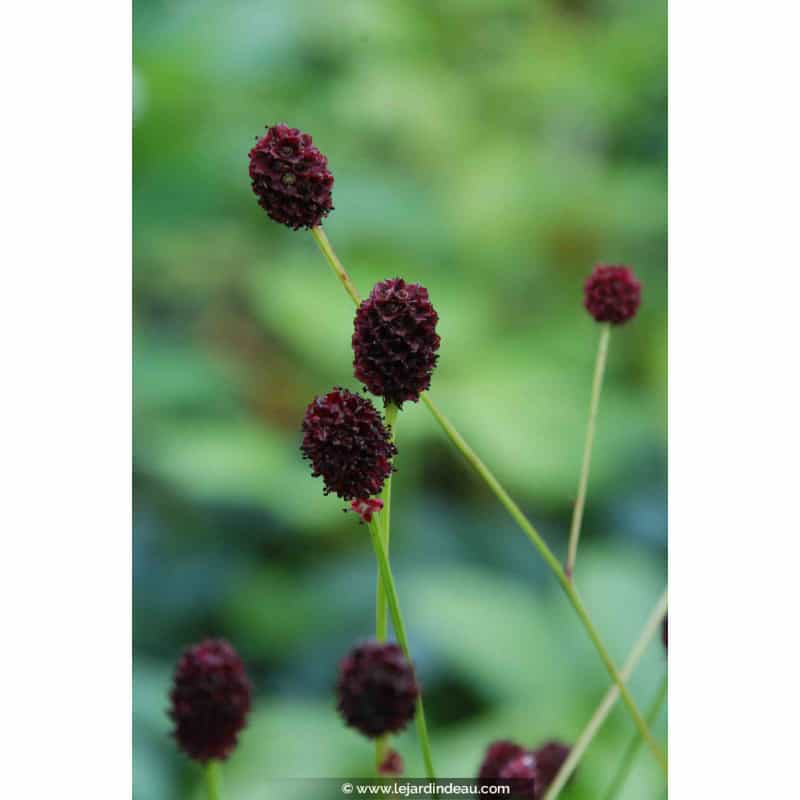 SANGUISORBA officinalis 'Tanna' SANGUISORBA officinalis 'Tanna'