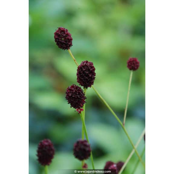 SANGUISORBA officinalis 'Tanna'