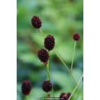 SANGUISORBA officinalis 'Tanna' SANGUISORBA officinalis 'Tanna'