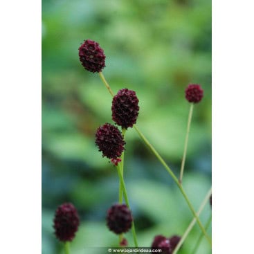 SANGUISORBA officinalis \'Tanna\' - Sanguisorbe officinale / Grande Primprenelle