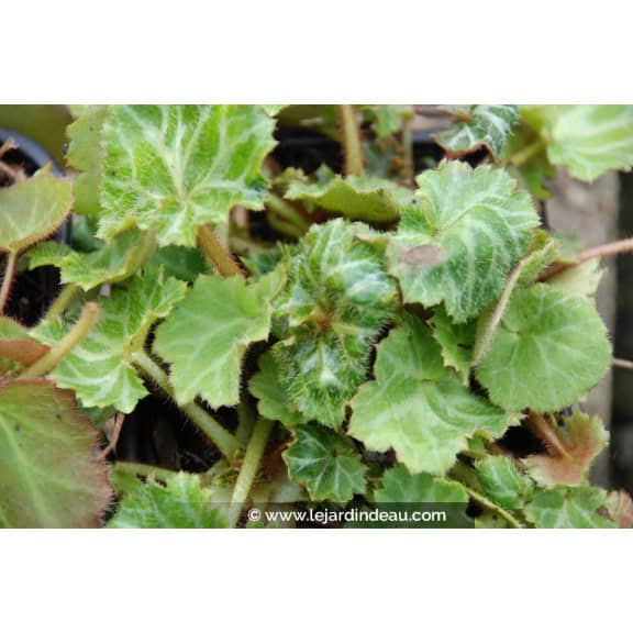 Saxifraga stolonifera