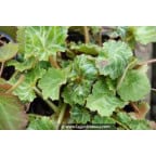 Saxifraga stolonifera Saxifraga stolonifera