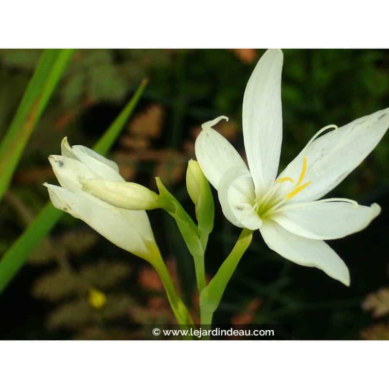 SCHIZOSTYLIS coccinea 'Alba' SCHIZOSTYLIS coccinea 'Alba'