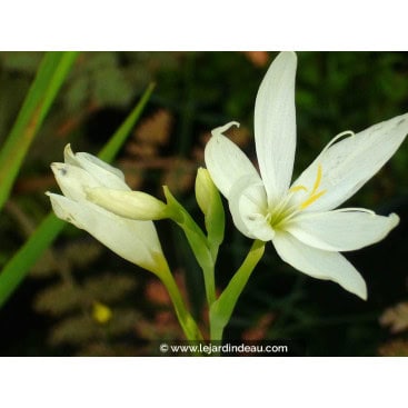 SCHIZOSTYLIS coccinea \'Alba\' - Lys des Caffres Blanc