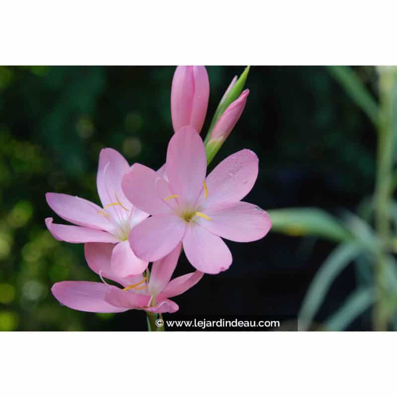 SCHIZOSTYLIS coccinea 'November Cheer' SCHIZOSTYLIS coccinea 'November Cheer'
