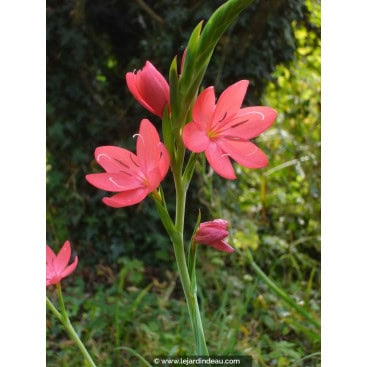 SCHIZOSTYLIS coccinea \'Rosea\' - Lys des Caffres Rose