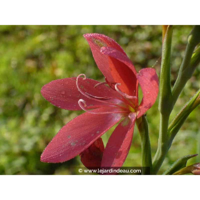 SCHIZOSTYLIS coccinea 'Rosea' SCHIZOSTYLIS coccinea 'Rosea'
