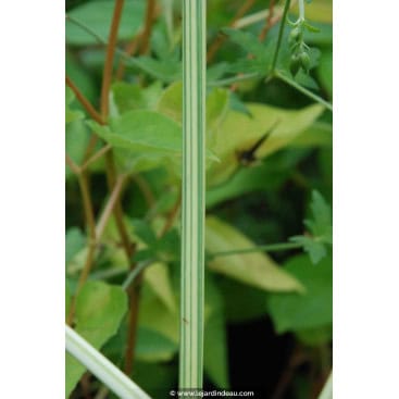 SCHOENOPLECTUS lacustris \'Albescens\' - Scirpe aigu
