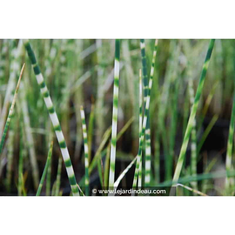 SCHOENOPLECTUS lacustris subsp. tabernaemontani 'Zebrinus' SCHOENOPLECTUS lacustris subsp. tabernaemontani 'Zebrinus'