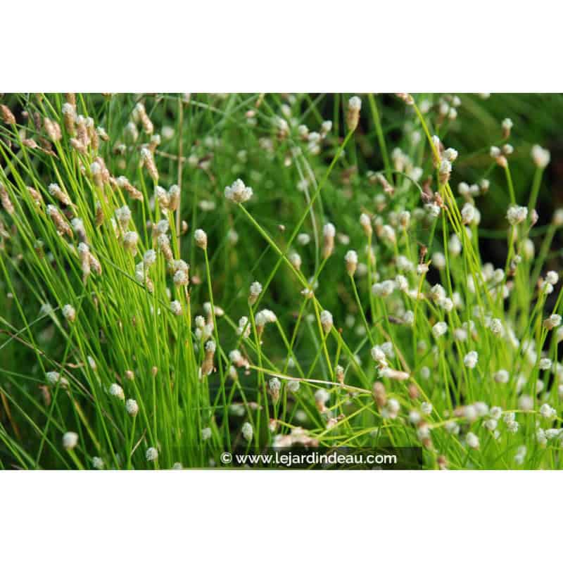 SCIRPUS cernuus SCIRPUS cernuus