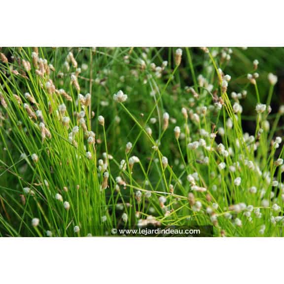 SCIRPUS cernuus