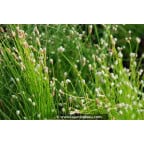 SCIRPUS cernuus SCIRPUS cernuus