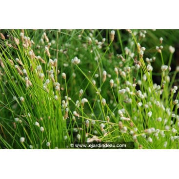 SCIRPUS cernuus - Scirpe incliné