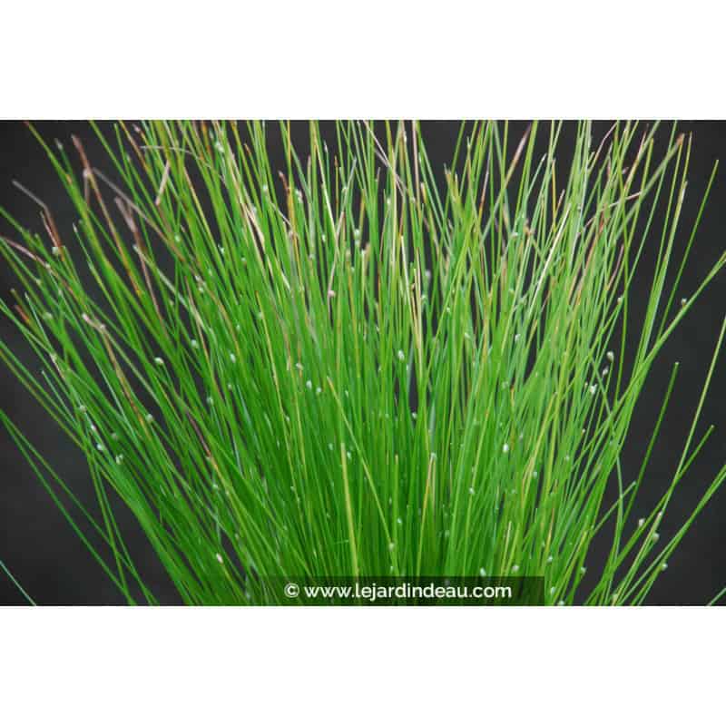 SCIRPUS cernuus SCIRPUS cernuus
