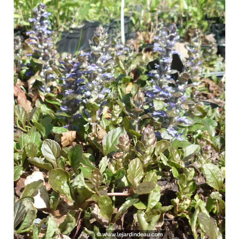 AJUGA reptans 'Atropurpurea' AJUGA reptans 'Atropurpurea'
