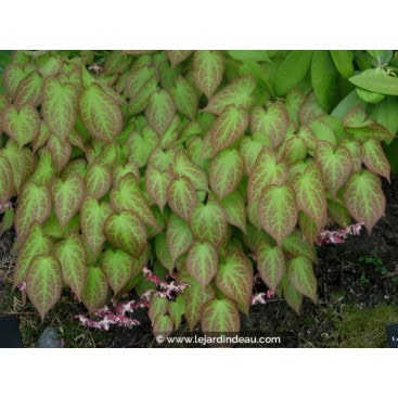 EPIMEDIUM rubrum - Fleur des Elfes