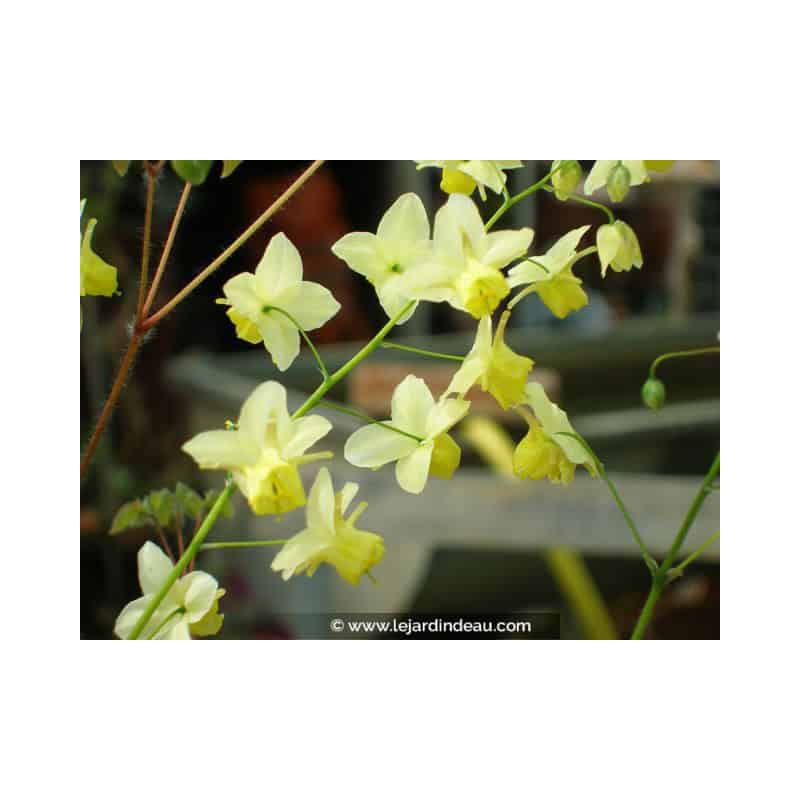 EPIMEDIUM x versicolor 'Sulphureum' EPIMEDIUM x versicolor 'Sulphureum'