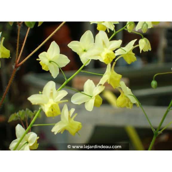 EPIMEDIUM x versicolor 'Sulphureum'