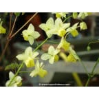 EPIMEDIUM x versicolor 'Sulphureum' EPIMEDIUM x versicolor 'Sulphureum'