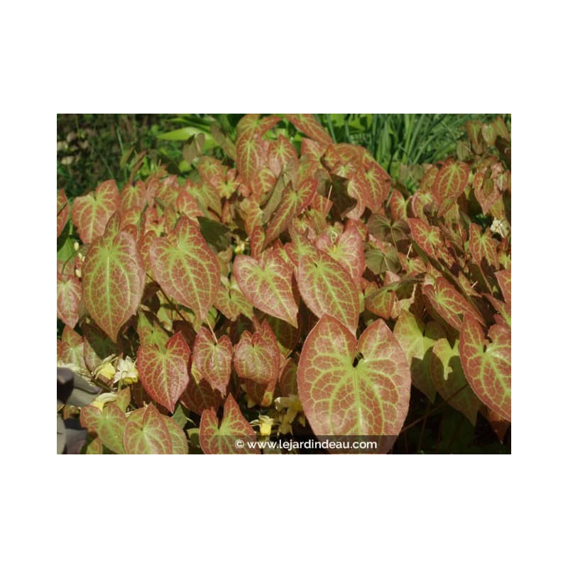 EPIMEDIUM x versicolor 'Sulphureum' EPIMEDIUM x versicolor 'Sulphureum'