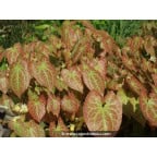 EPIMEDIUM x versicolor 'Sulphureum' EPIMEDIUM x versicolor 'Sulphureum'