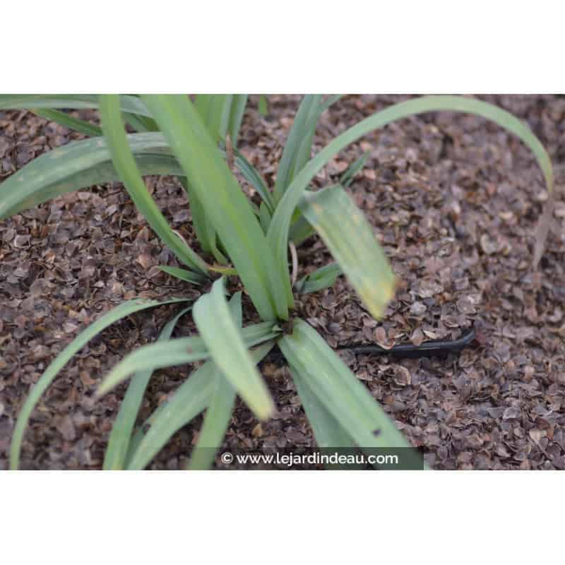 CAREX laxiculmis CAREX laxiculmis