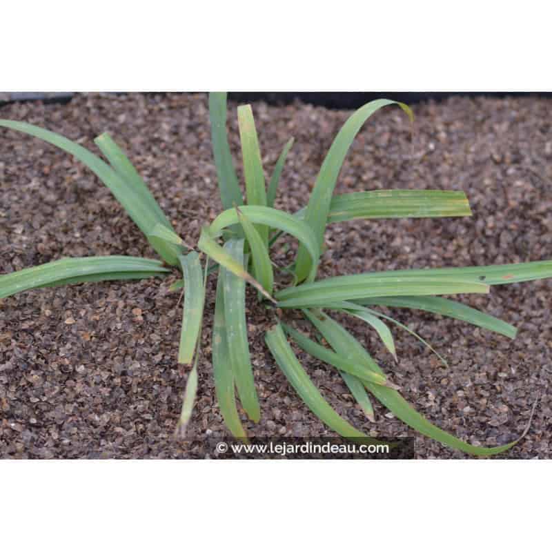 CAREX laxiculmis CAREX laxiculmis