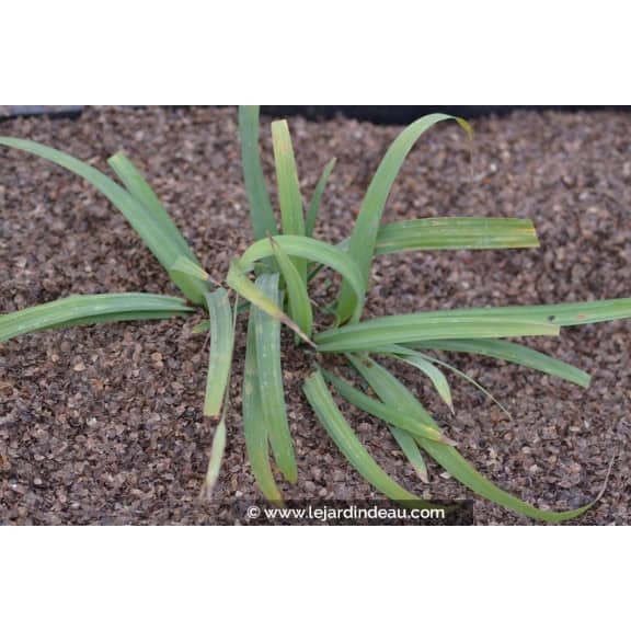 CAREX laxiculmis