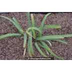 CAREX laxiculmis CAREX laxiculmis