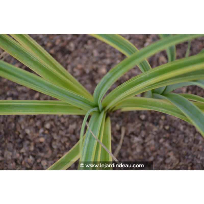 CAREX trifida 'Rekohu Sunrise' CAREX trifida 'Rekohu Sunrise'