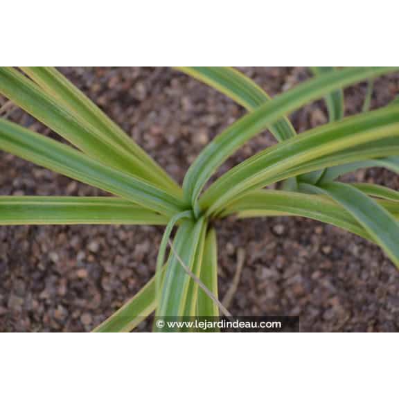 CAREX trifida 'Rekohu Sunrise'