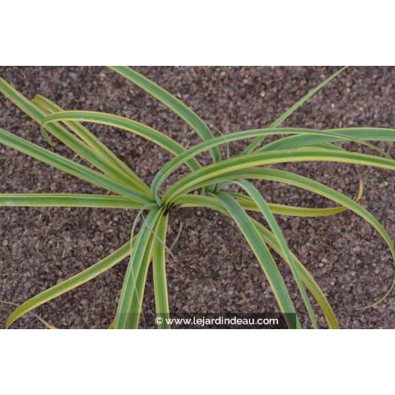 CAREX trifida 'Rekohu Sunrise'