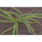 CAREX trifida 'Rekohu Sunrise' CAREX trifida 'Rekohu Sunrise'