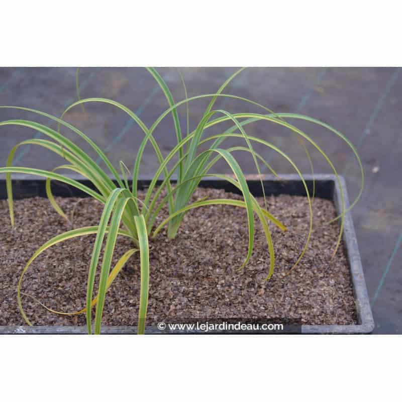 CAREX trifida 'Rekohu Sunrise' CAREX trifida 'Rekohu Sunrise'