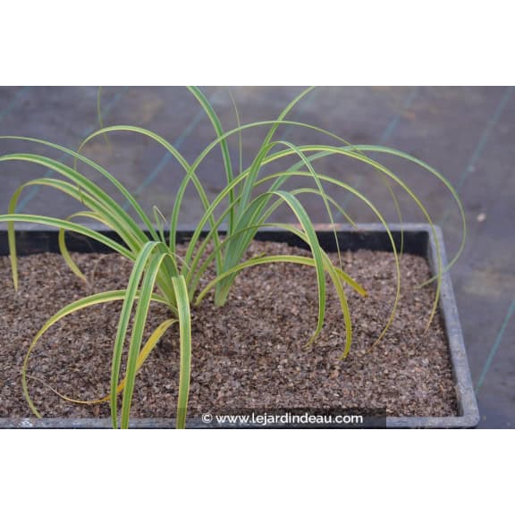 CAREX trifida 'Rekohu Sunrise'