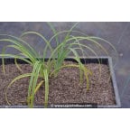 CAREX trifida 'Rekohu Sunrise' CAREX trifida 'Rekohu Sunrise'