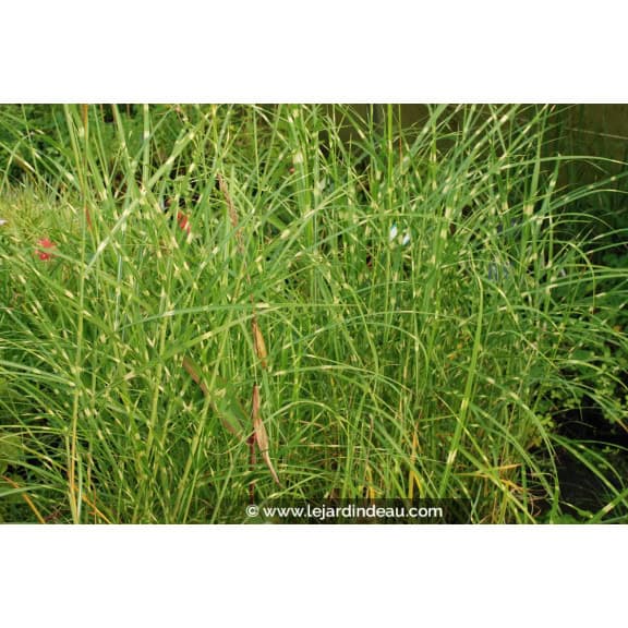 Miscanthus sinensis 'P&uuml;nktchen'